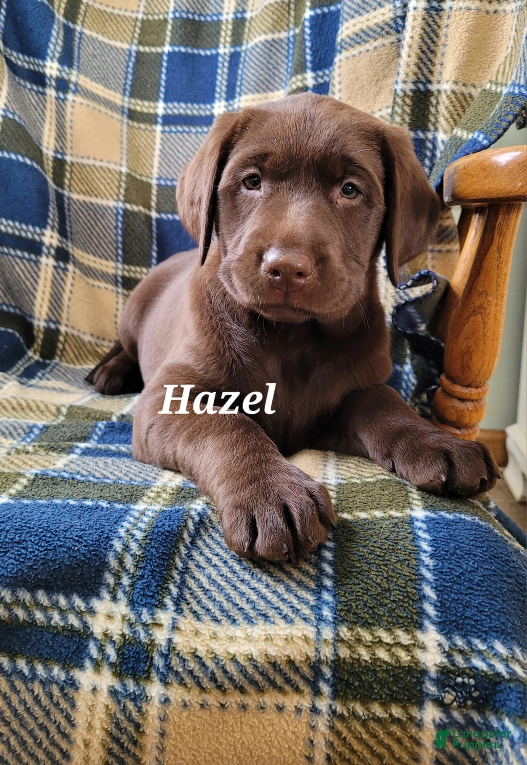 Labrador Retriever dogs for sale: Hazel - Ad 1