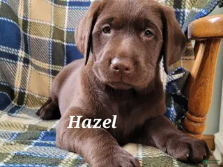 Labrador Retriever dogs for sale: Hazel - Ad 3
