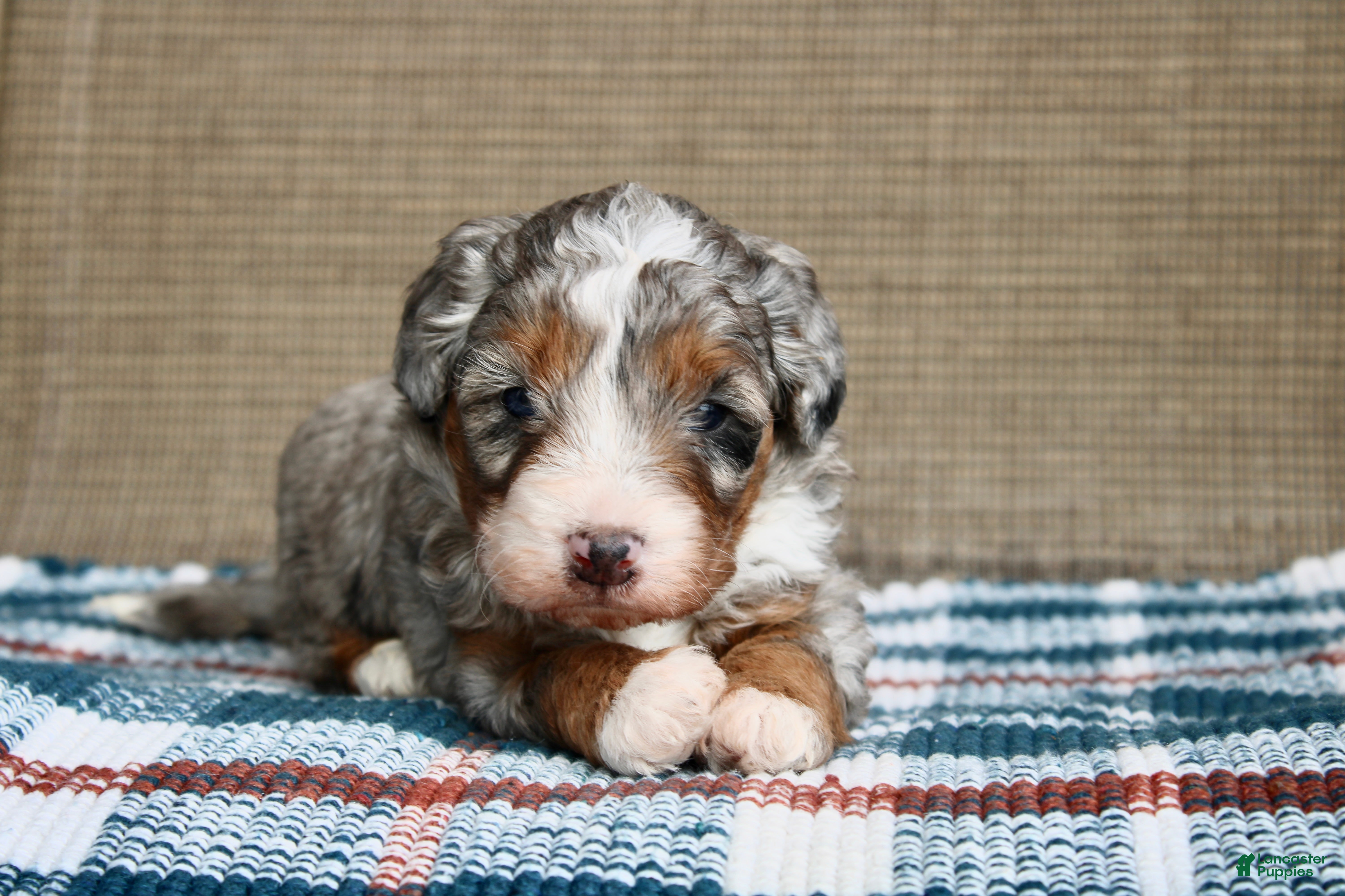 Mini Bernedoodle dogs Rowdy - Ad 1