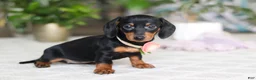 Miniature Dachshund dogs for sale: Chloe - Ad 4