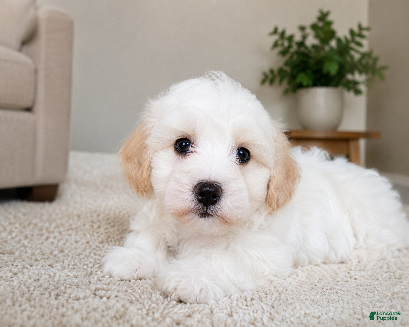 Maltipoo dogs Ben - Ad 2