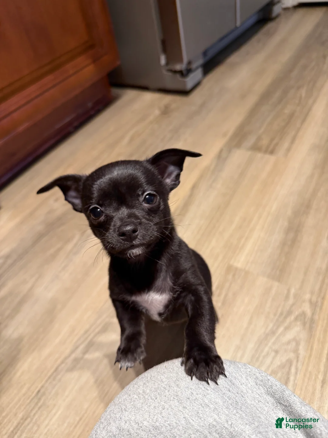 Chihuahua dogs for sale: Yoda  - Ad 2