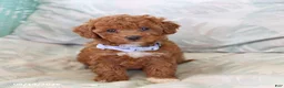 Toy Poodle dogs for sale: Ruffles - Ad 4
