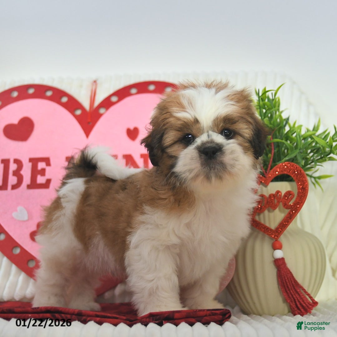 Shih Tzu dogs for sale: Romeo - Ad 3