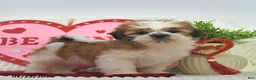Shih Tzu dogs for sale: Romeo - Ad 1