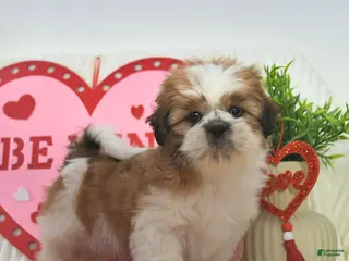 Shih Tzu dogs for sale: Romeo - Ad 3