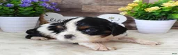 Cavalier King Charles Spaniel dogs for sale: #2 Male (Lulu's) - Ad 5