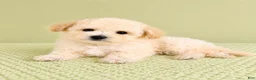 Bichon Frise dogs for sale: Belle - Ad 4