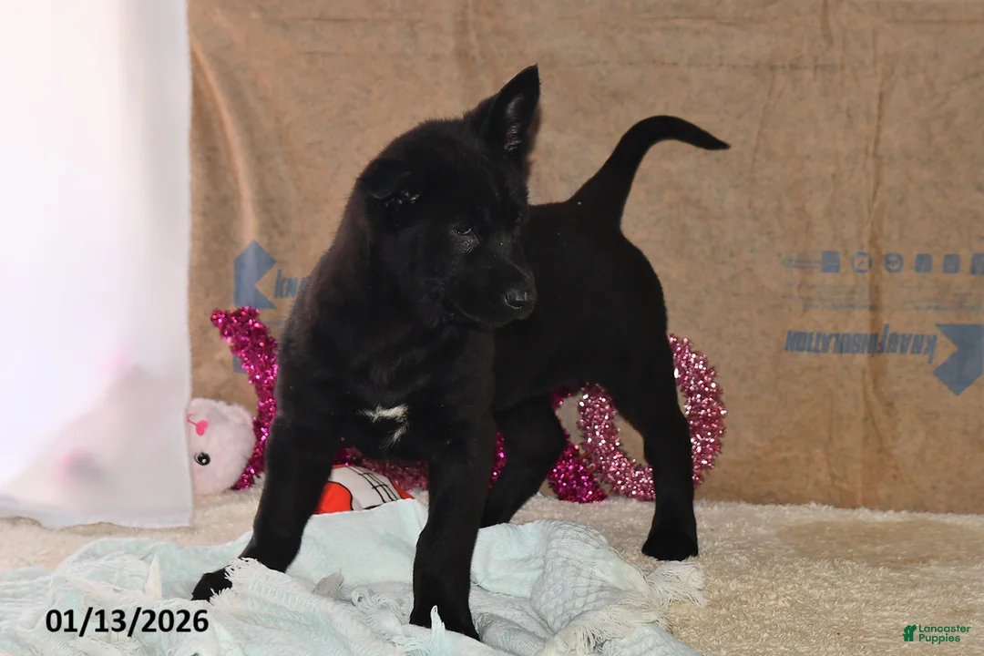 Belgian Malinois dogs for sale: Chase - Ad 2