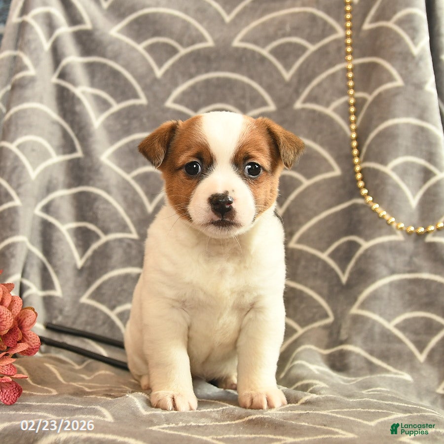 Jack Russell Terrier dogs Karla  - Ad 1
