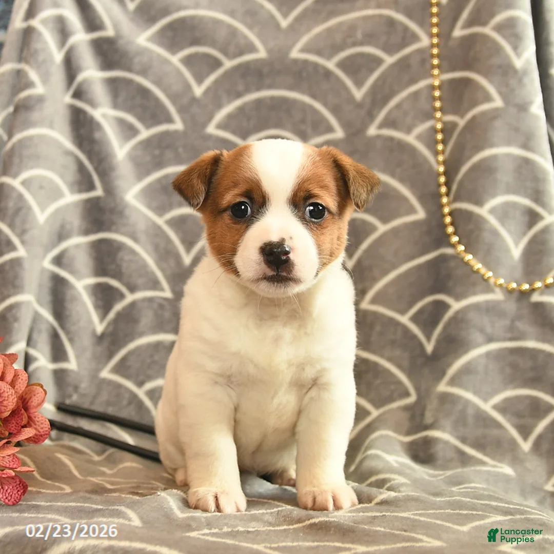Jack Russell Terrier dogs for sale: Karla  - Ad 1