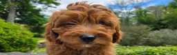 Cavapoo dogs for sale: Harvey - Ad 11