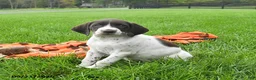 German Shorthaired Pointer dogs for sale: Sundance - Ad 4