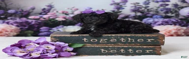 Rosie
