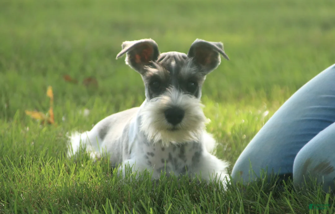 Miniature Schnauzer dogs for sale: Quinn Miniature Schnauzer  - Ad 2