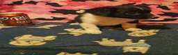 Chihuahua dogs for sale: Butter - Ad 5