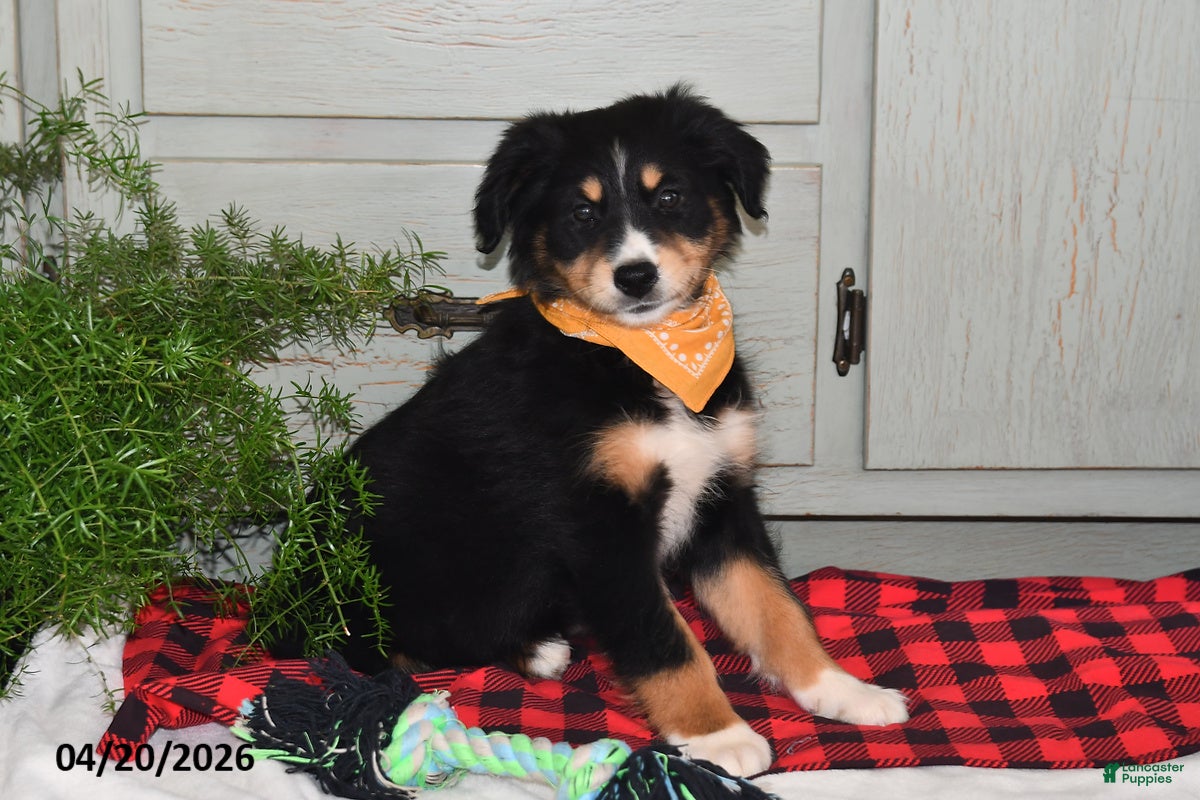 Australian Shepherd dogs Dolly - Ad 1