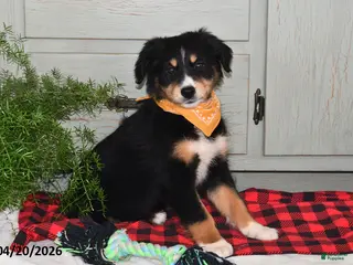 Australian Shepherd dogs for sale: Dolly - Ad 1