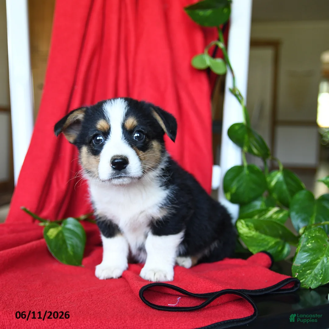 Welsh Corgi Pembroke dogs for sale: Cleo - Ad 2