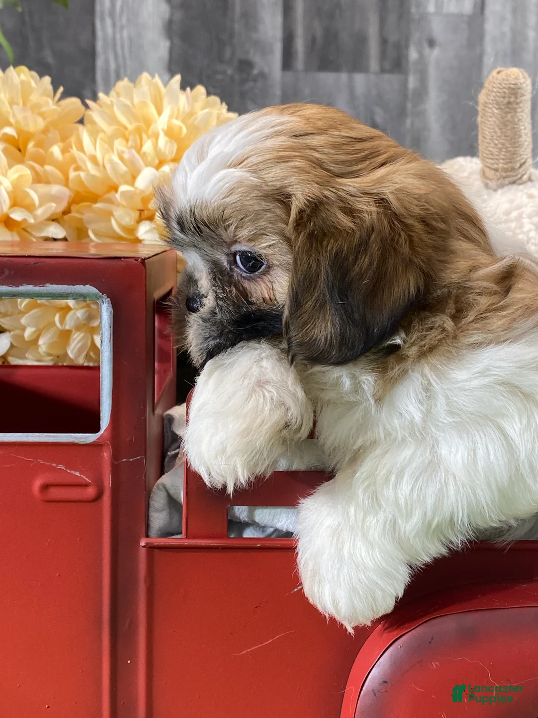 Shih Tzu dogs for sale: Snickers  - Ad 5