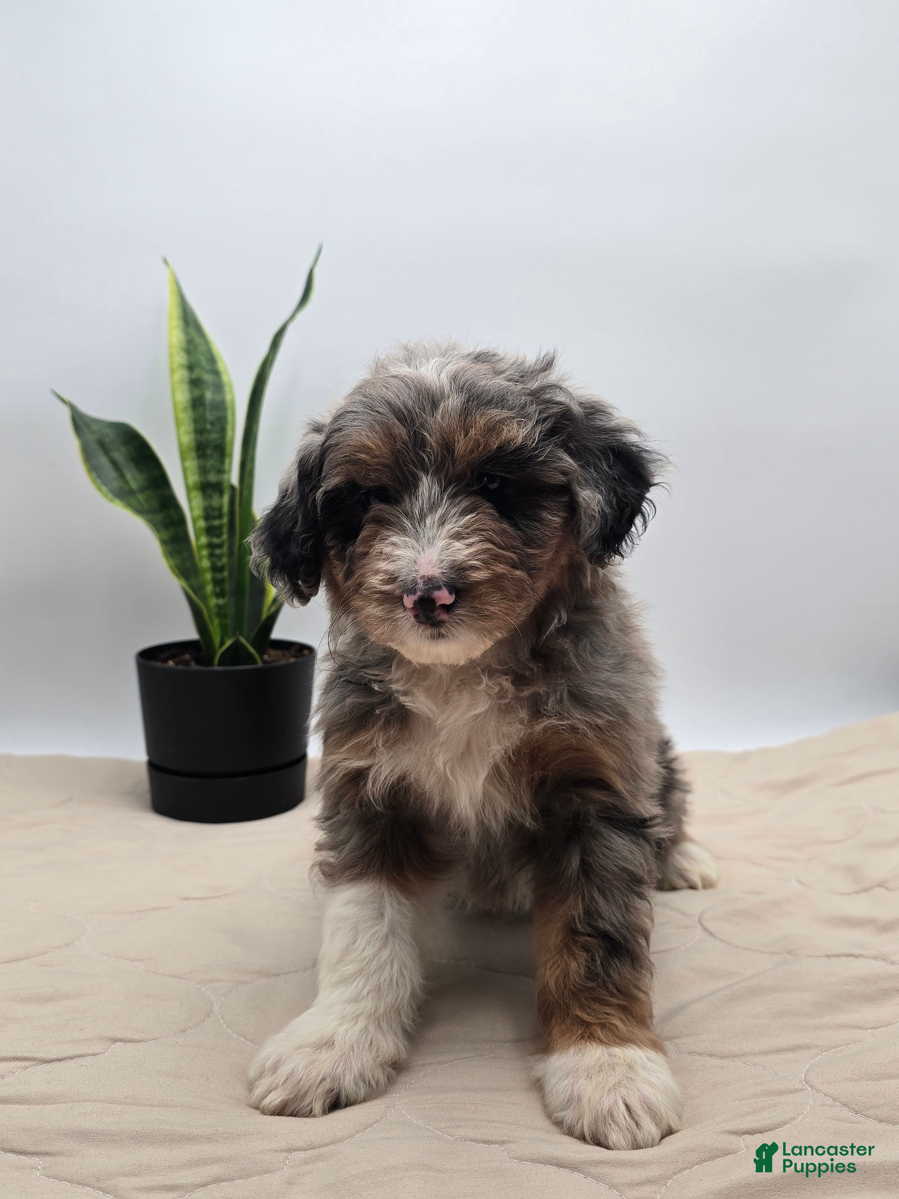 Aussiedoodle dogs Lettie - Ad 1