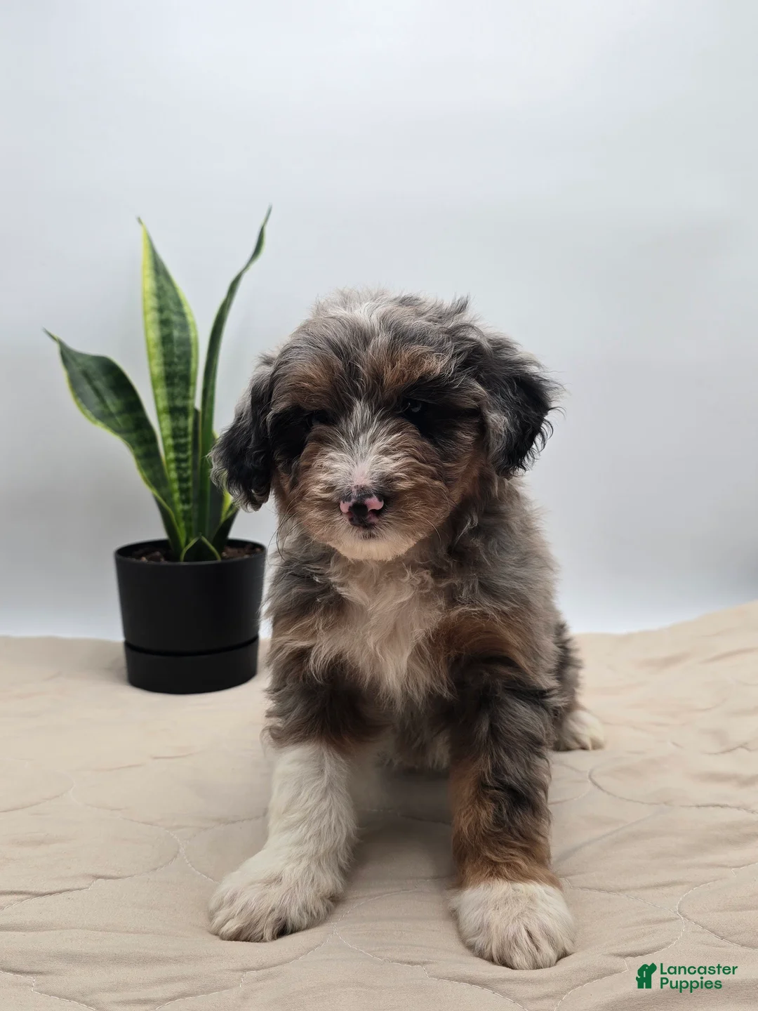Aussiedoodle dogs for sale: Lettie - Ad 5