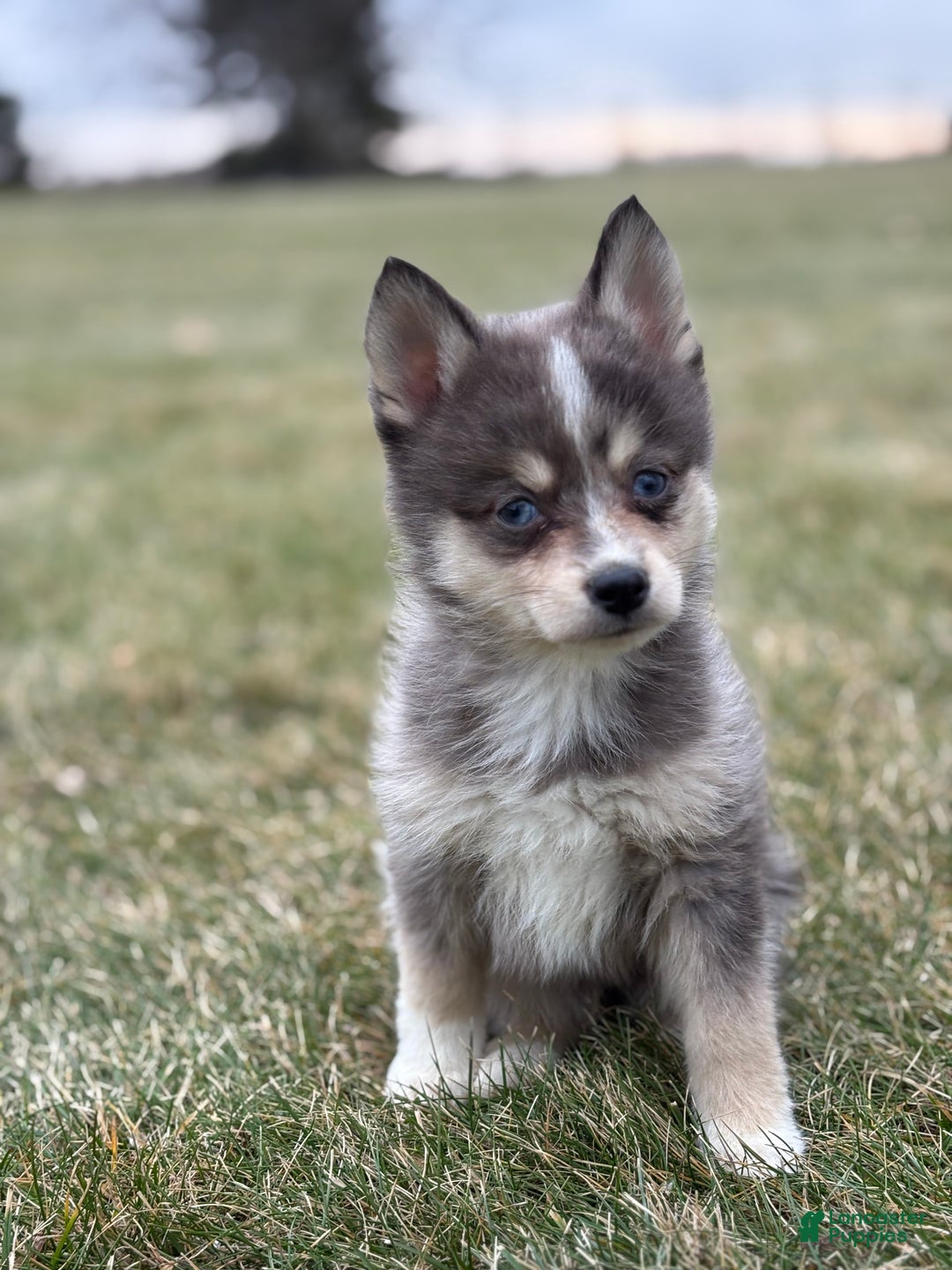 Pomsky dogs for sale: Theo - Ad 1