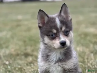 Pomsky dogs Theo - Ad 11