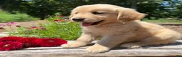 Golden Retriever dogs for sale: Max - Ad 3
