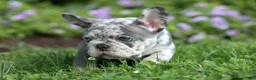 French Bulldog dogs for sale: 🐾 Magnes - Ad 15