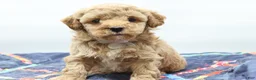 Toy Poodle dogs for sale: Apricot Boy - Ad 3