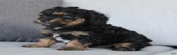 Cavapoo dogs for sale: Denver - Ad 5