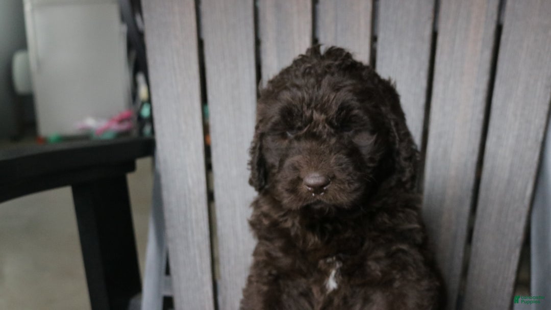 Newfypoo dogs for sale: Rosi - Ad 5