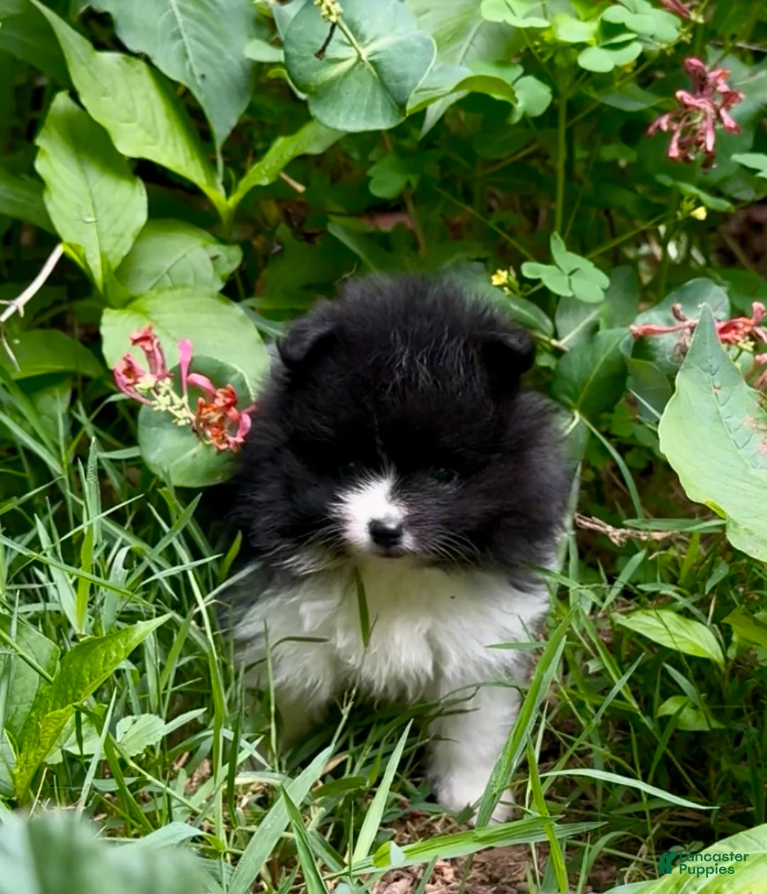 Pomeranian dogs for sale: Black and white Parti boy 6wks - Ad 2