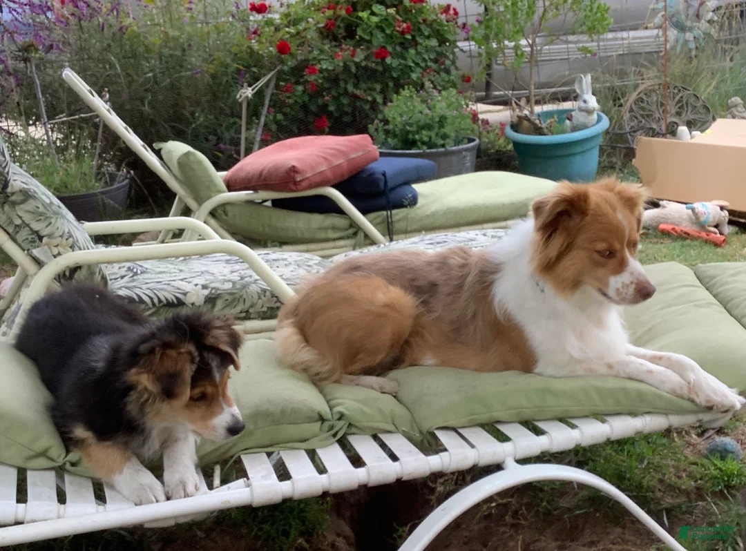 Australian Shepherd dogs for sale:  Darby - Ad 2