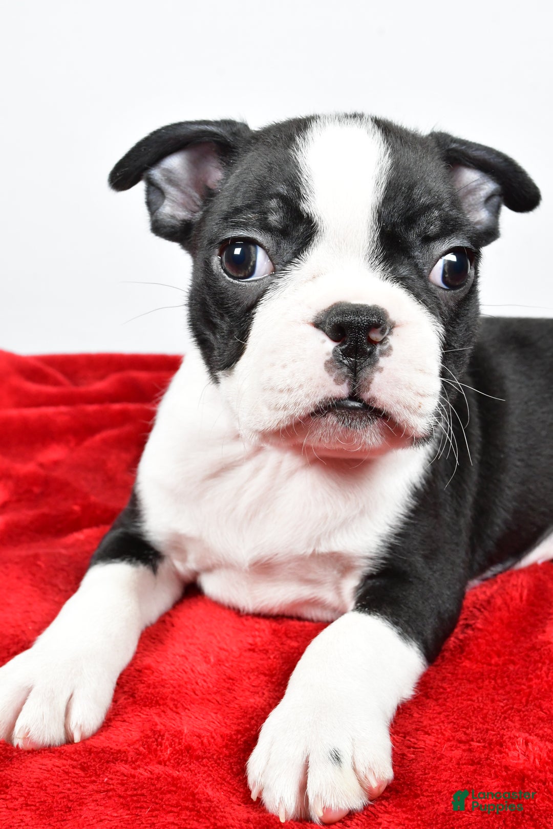 Boston Terrier dogs for sale: Isaac - Ad 4
