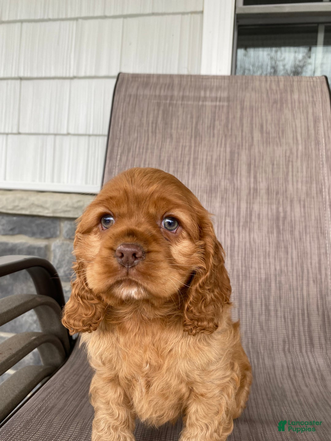 Cocker Spaniel dogs for sale: Goldy - Ad 2
