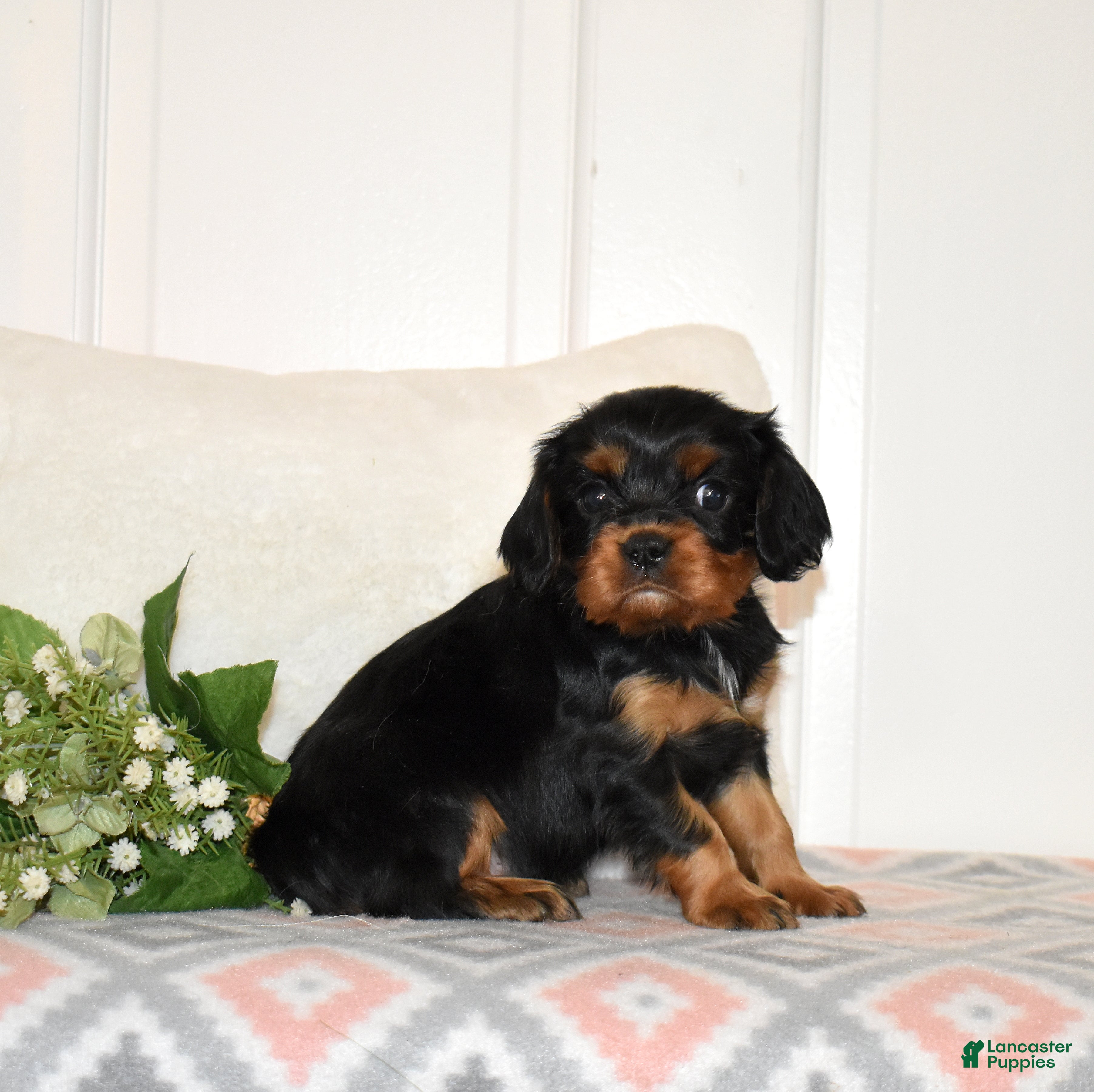 Cavalier King Charles Spaniel dogs Truffle  - Ad 1