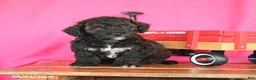 Miniature Poodle dogs for sale: Kenny - Ad 4