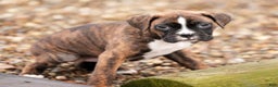 Boxer dogs for sale: Cloudy - Ad 6