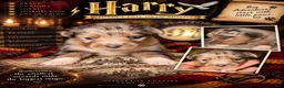 Toy Australian Shepherd dogs for sale: Toy Australian Shepherd HARRY - Ad 1