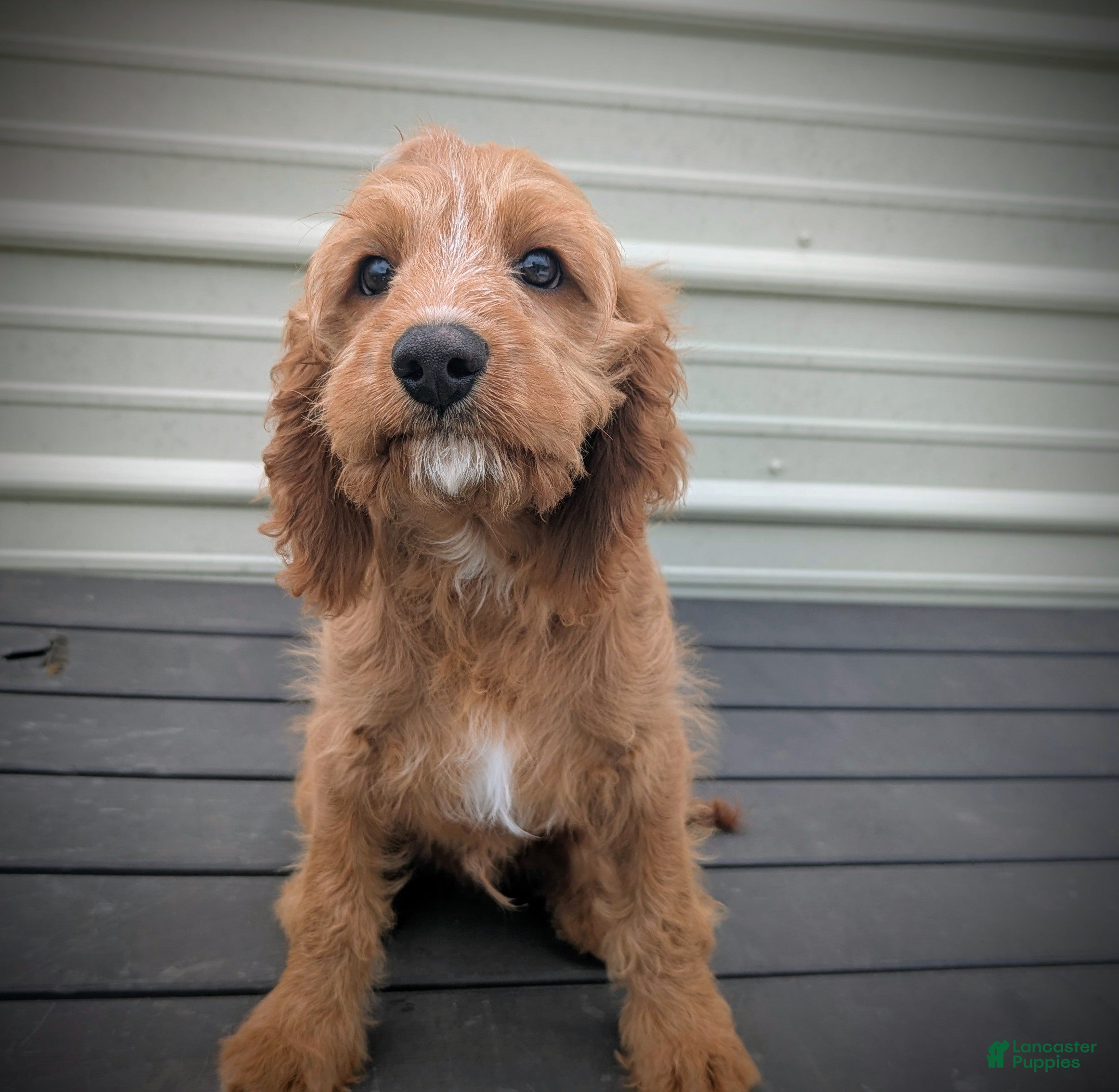 Cavapoo dogs Glacier - Ad 21