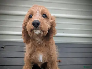 Cavapoo dogs Glacier - Ad 21