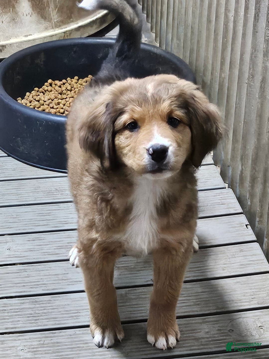 Great bernese Great Pyrenees Puppies for sale Lancaster Puppies