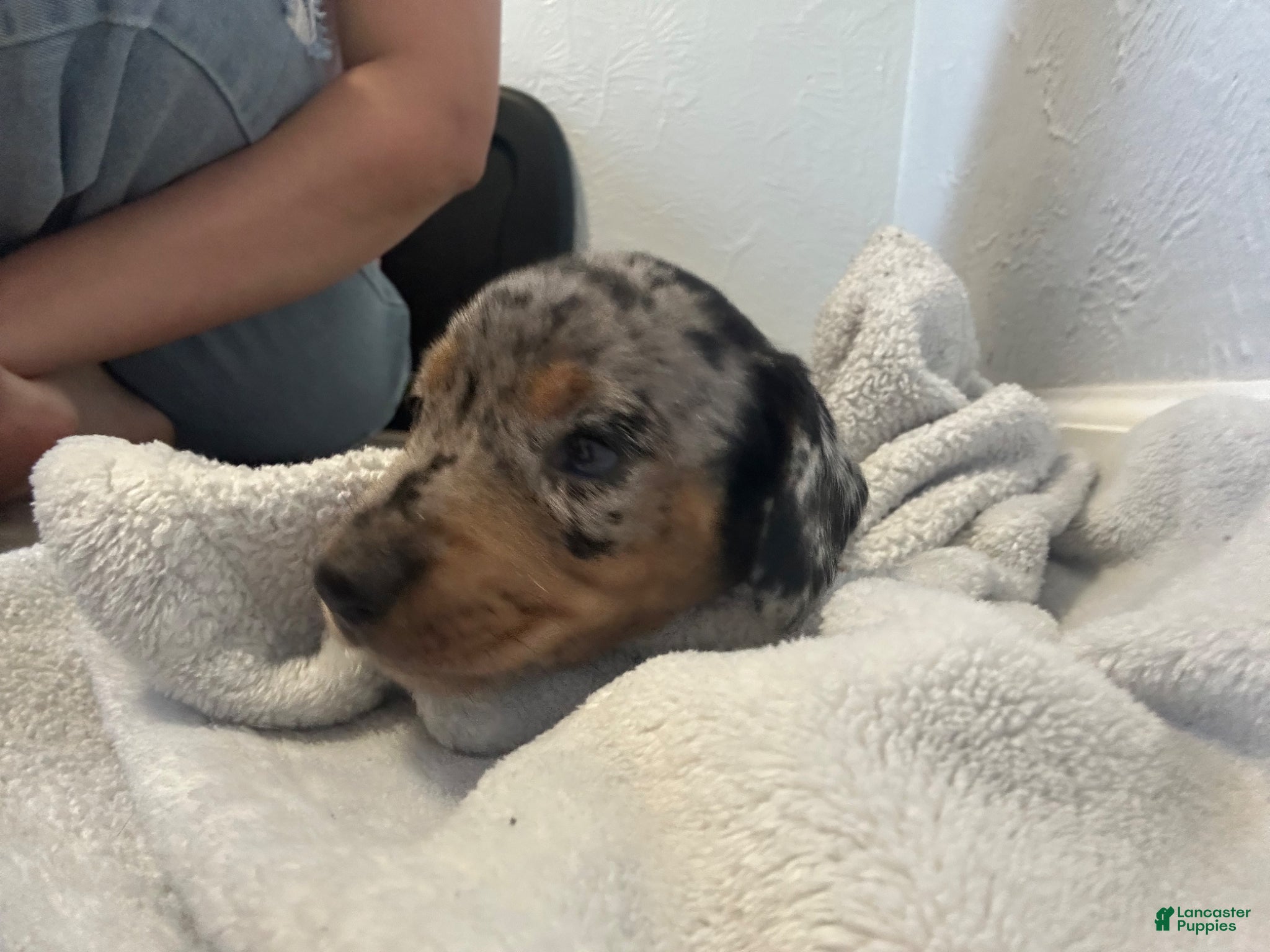 Miniature Dachshund dogs for sale: Maddie - Ad 5
