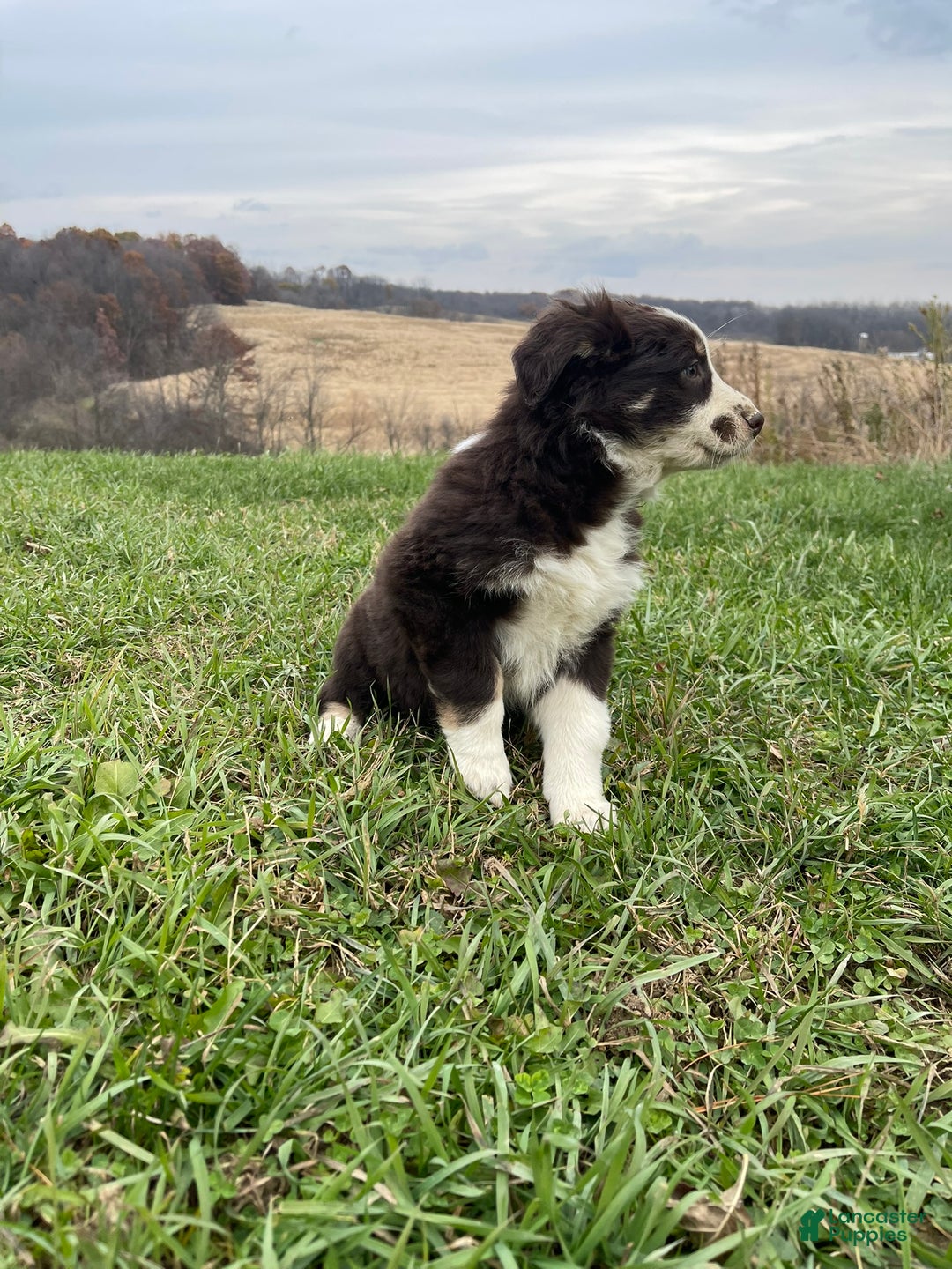 Australian Shepherd dogs for sale: Julia - Ad 2