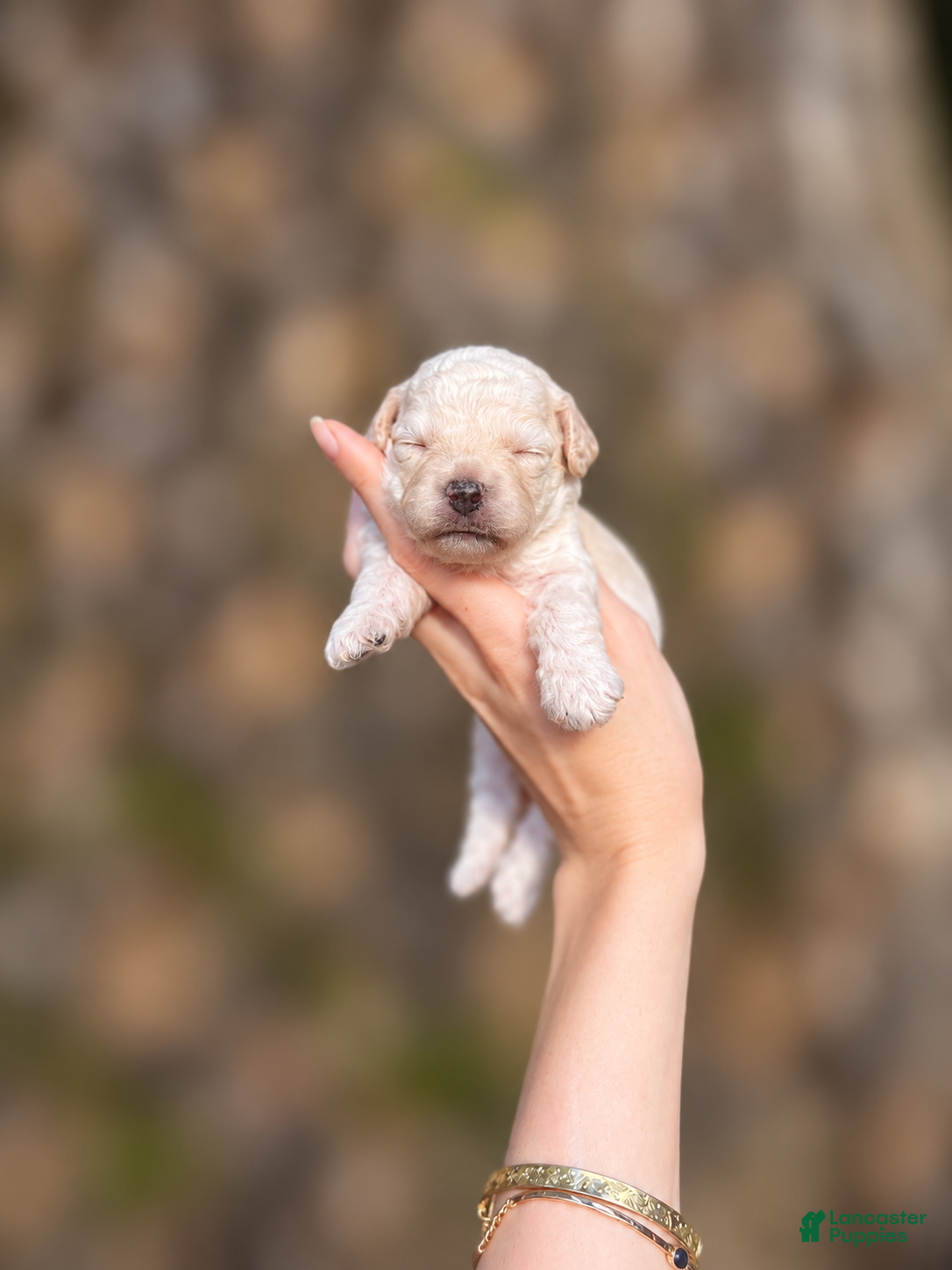 Toy Poodle dogs Vincent  - Ad 2