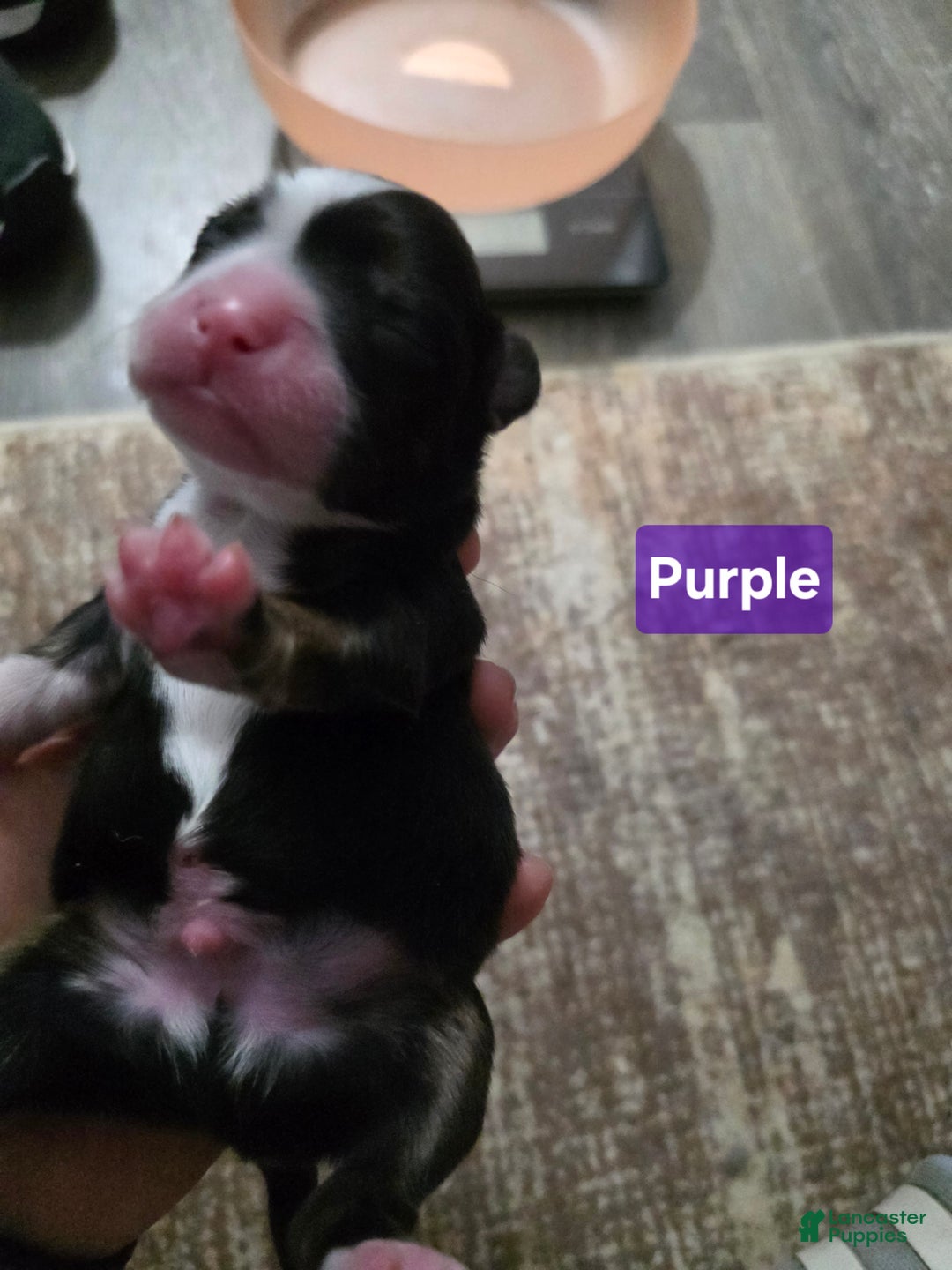 Mixed Breed dogs for sale: Purple - Ad 7
