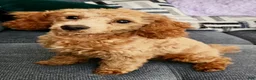Maltipoo dogs for sale: Tiny Torie - Ad 7