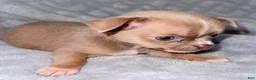 Chihuahua dogs for sale: Chihuahua Puppy 1 - Ad 2